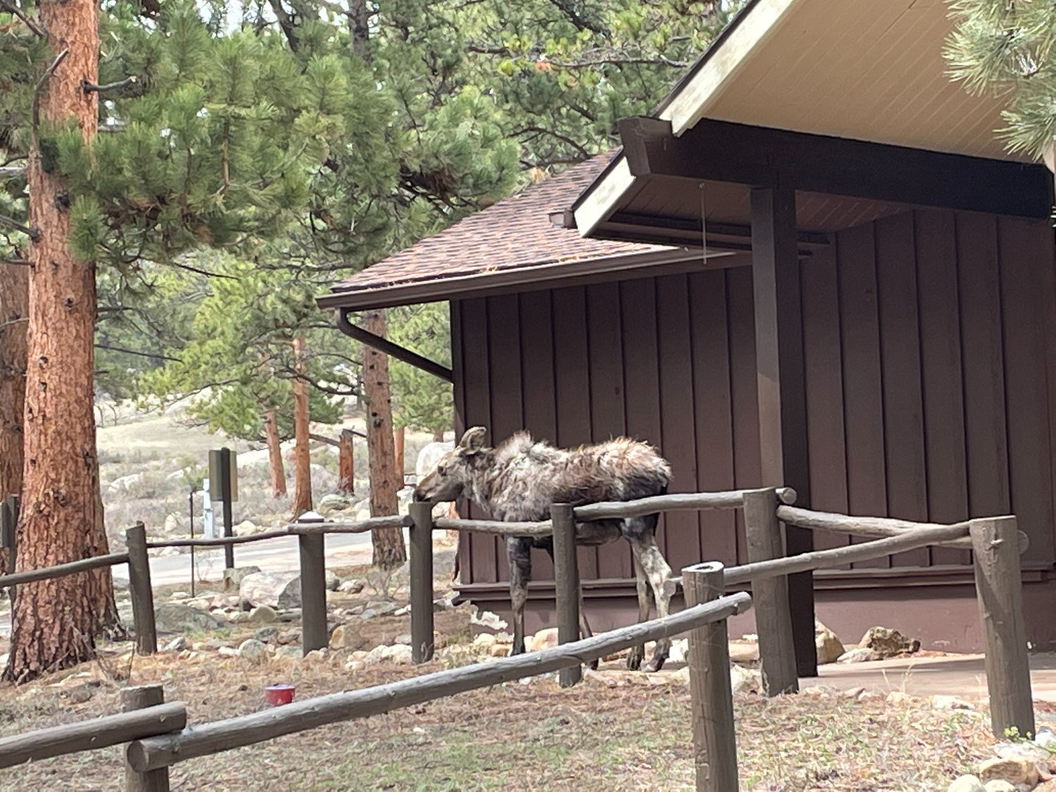 Moose at RMNP