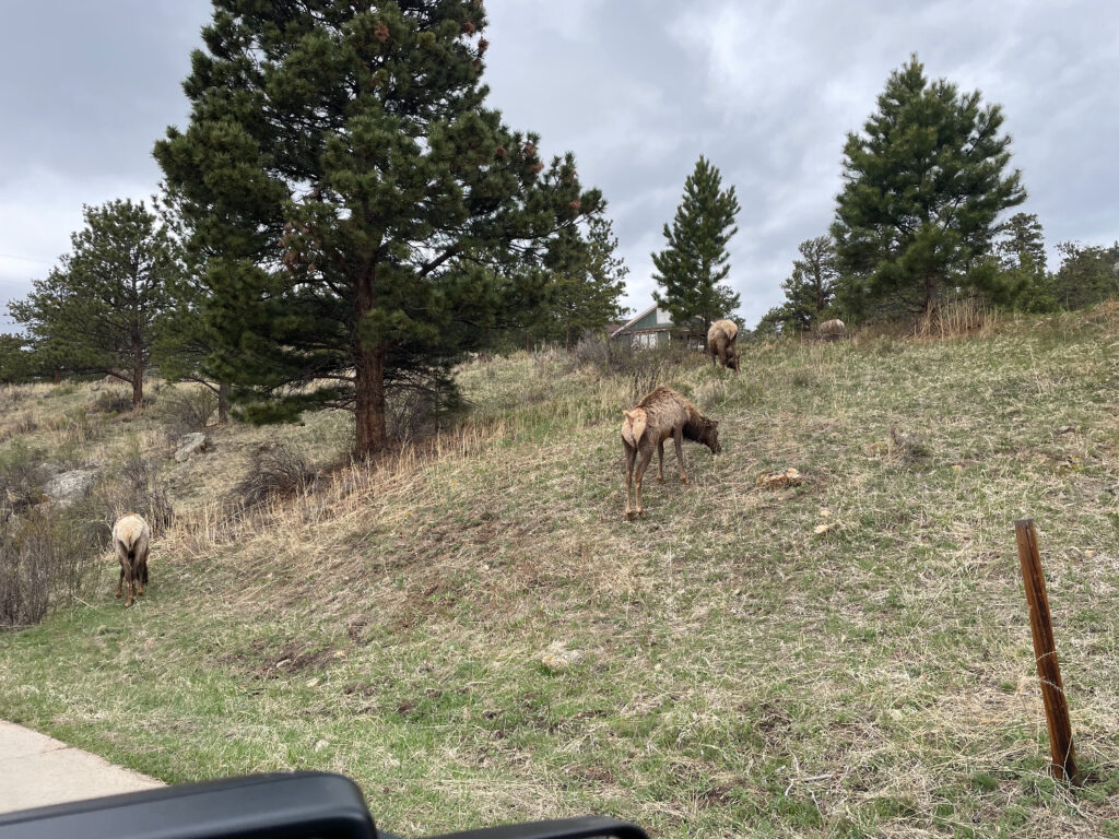 Elk before RMNP