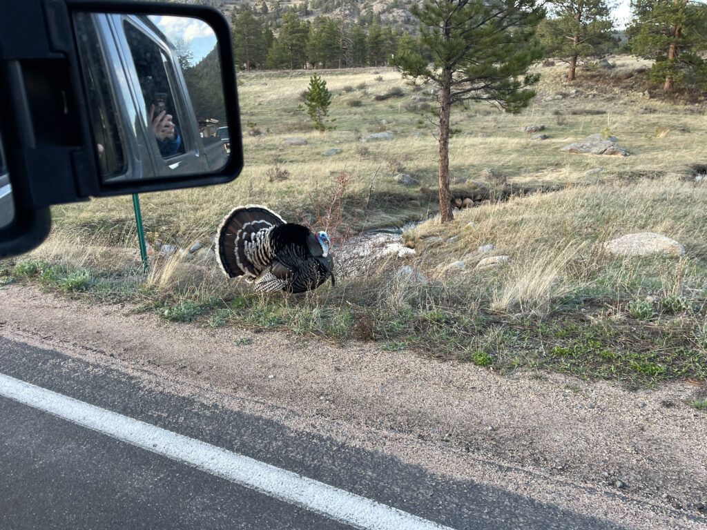 Turkey in RMNP