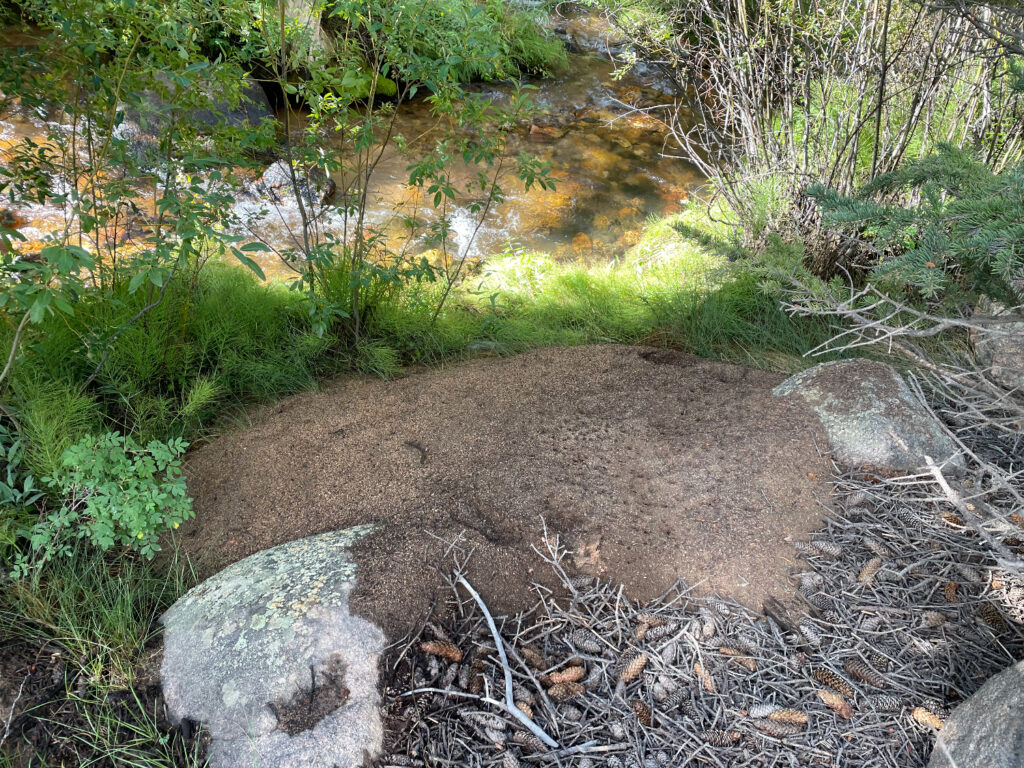 Large ant hill